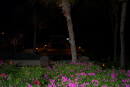 2003 Aruba